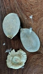 Aspidosperma quebracho-blanco