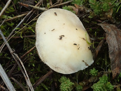 Stropharia coronilla