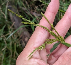 Leersia