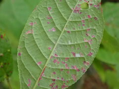 Pucciniastrum areolatum