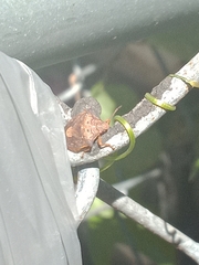 Dendrocoris humeralis