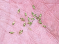Leersia