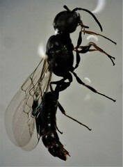 Passaloecus