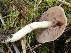 Stropharia coronilla