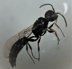 Passaloecus