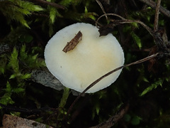 Stropharia coronilla