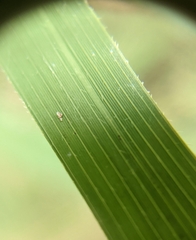 Leersia