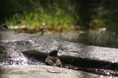 Phoenicurus phoenicurus