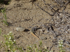 Liolaemus nigromaculatus