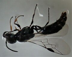 Passaloecus