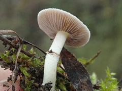 Stropharia coronilla
