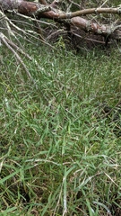 Leersia