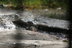 Phoenicurus phoenicurus