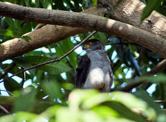 Accipiter bicolor