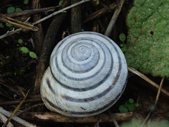 Caucasotachea vindobonensis