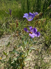 Eustoma russellianum