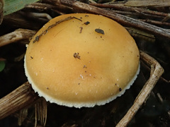 Stropharia coronilla