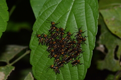 Chromacris psittacus