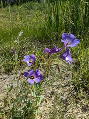Eustoma russellianum