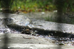 Phoenicurus phoenicurus