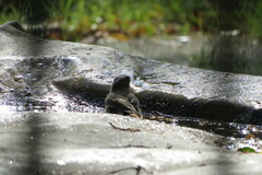 Phoenicurus phoenicurus