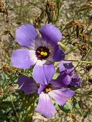 Eustoma russellianum