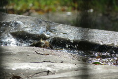 Phoenicurus phoenicurus