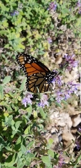Danaus plexippus
