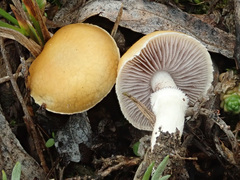 Stropharia coronilla
