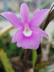 Dimerandra emarginata