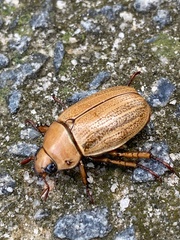 Pelidnota sordida