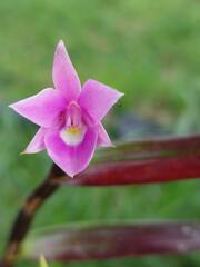 Dimerandra emarginata