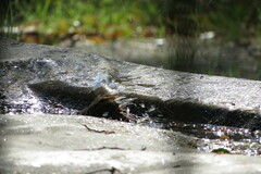 Phoenicurus phoenicurus