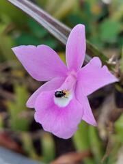 Dimerandra emarginata