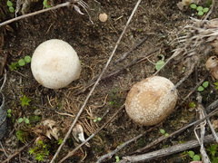 Lycoperdon lividum