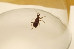 Himacerus mirmicoides