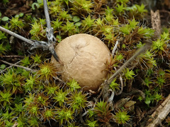 Lycoperdon lividum