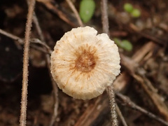 Crinipellis scabella