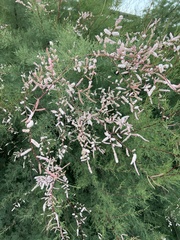 Tamarix gallica