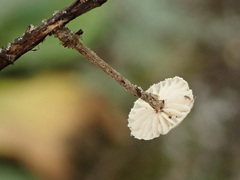 Crinipellis scabella