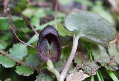 Corybas trilobus aggregate