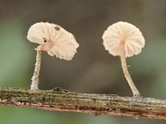 Crinipellis scabella