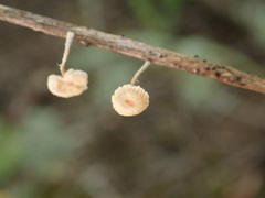 Crinipellis scabella