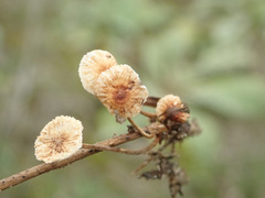 Crinipellis scabella