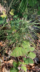Equisetum
