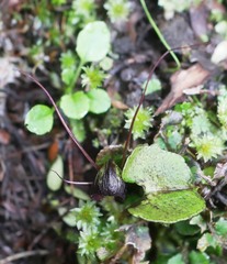 Corybas trilobus aggregate