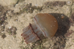 Dactyliophorae