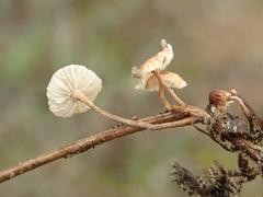 Crinipellis scabella