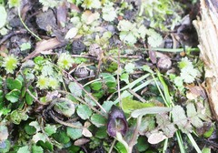 Corybas trilobus aggregate