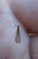 Trichocera